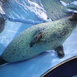 Spotted Seal (Phoca largha)