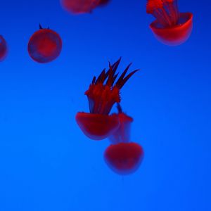 Jellyfish