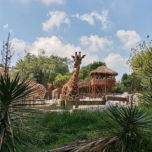 Rothschild's Giraffe