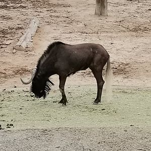 White-tailed Gnu