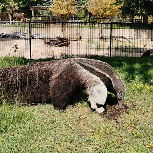 Giant Anteater