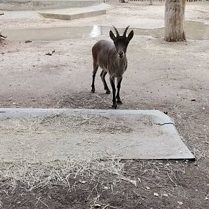 South-eastern Spanish Ibex
