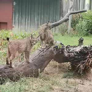 Iberian Lynxes