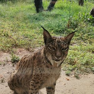 Curious Iberian Lynx