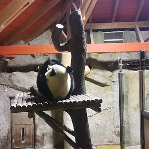 Giant Panda