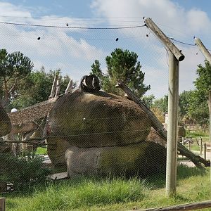 Lemur Walkthrough Enclosure