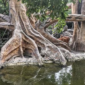 Sitatunga/Pygmy Hippo /Drill/Northern Talapolin exhibit