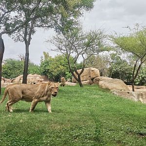 African Lion overlooking the Savanah