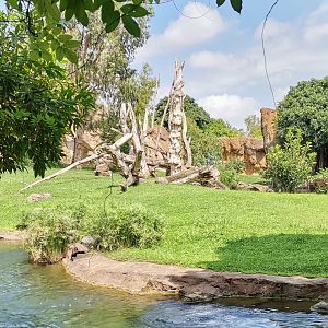 Western Gorilla outdoor