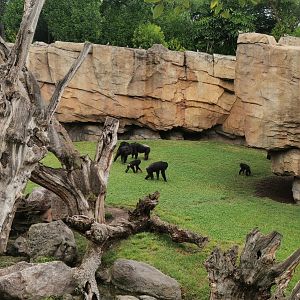 Western Chimpanzee outdoor