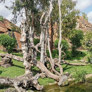 Western Gorilla / White-naped mangabey