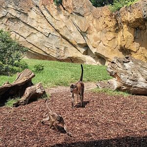 White-naped mangabey