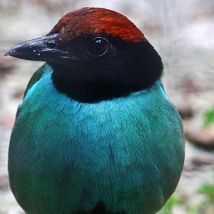 Hooded Pitta (Pitta sordida)