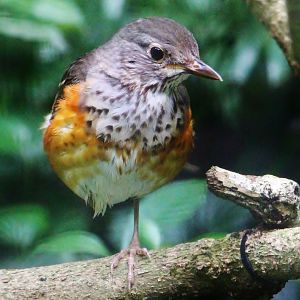 Grey-backed Thrush (Turdus hortulorum)