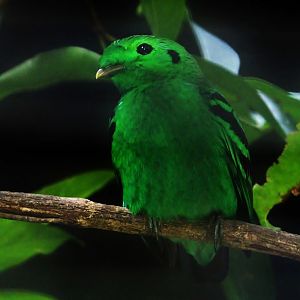 Green Broadbill (Calyptomena viridis)