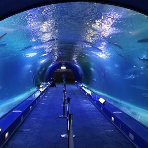 Oceans / The Shark tunnel