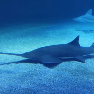 Sawfish