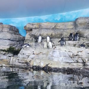 Antarctic / Penguins