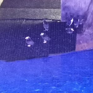 Arctic / Tufted puffins