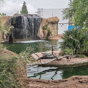 Slender-snouted crocodile