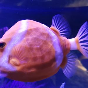 White-barred boxfish