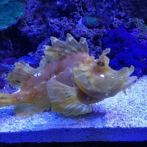 Eschmeyer's scorpionfish