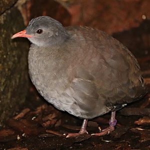 Tataupa tinamou (Crypturellus tataupa) - Paradieshalle