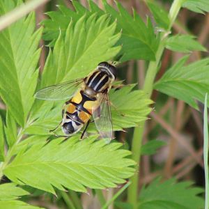 Large tiger hoverfly - Helophilus trivittatus