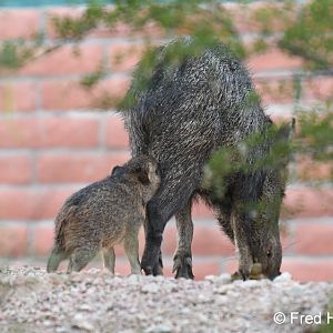 javelina nursing