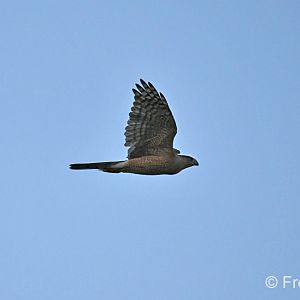 coopers hawk