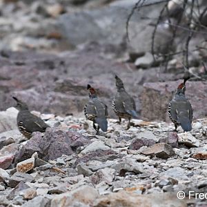 gambels quail