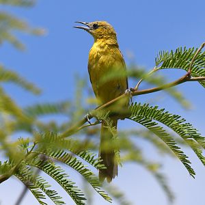 hooded oriole (female)