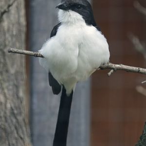 Long-tailed Fiscal (Lanius cabanisi)