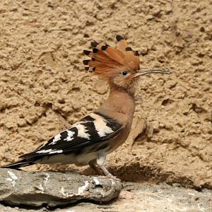 Eurasian hoopoe (Upupa epops epops)