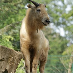 Golden Takin (Budorcas taxicolor bedfordi)