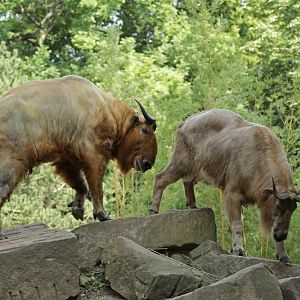 Golden takin (Budorcas taxicolor bedfordi)