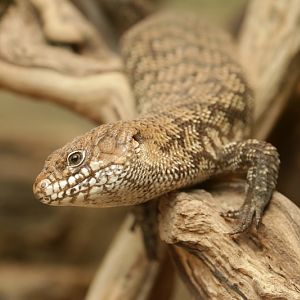 Cunningham's skink (Egernia cunninghami)