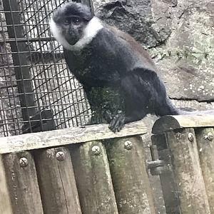 L’hoest’s monkey