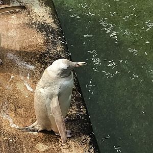 Leucistic penguin