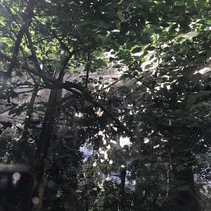 Spot the Scottish wildcat