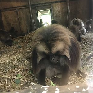 Gelada