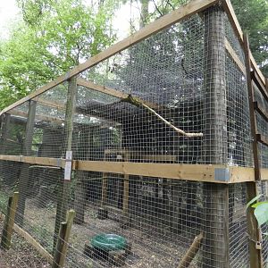 Martial eagle  aviary (Rutland Falconry Centre)