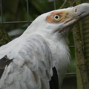 Palm-nut vulture close-up (Rutland Falconry Centre)