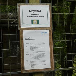 Signage style (Rutland Falconry Centre)