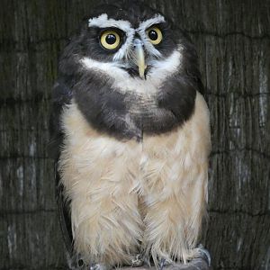 Spectacled owl (Rutland Falconry Centre)
