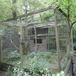 Palm-nut vulture aviary (Rutland Falconry Centre)