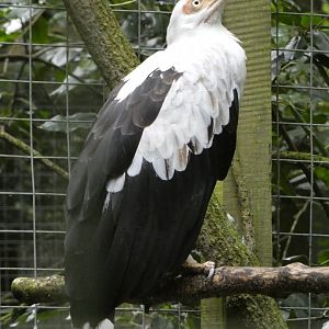 Palm-nut vulture (Rutland Falconry Centre)