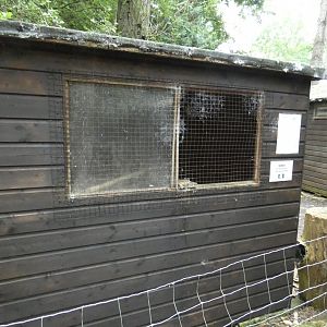 Sunda scops owl aviary (Rutland Falconry Centre)