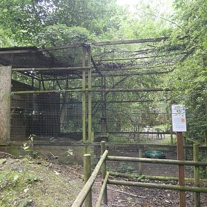 White-backed vulture aviary (Rutland Falconry Centre)