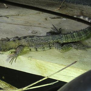Club-tailed iguana